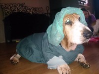 /album/fotogalerij/ok-toos-jpg/